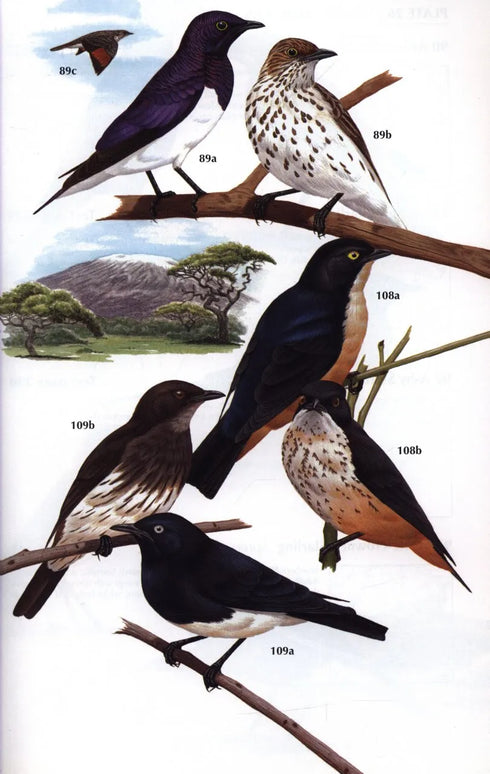 Starlings and Mynas - Feare,C. 1998
